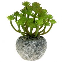 Dirbtiniai augalai vazone Artificial Succulent Green H15cm