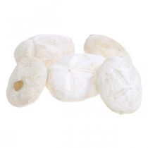 Ežiukas baltas, jūrinė natūrali puošmena 4cm-6cm 25psl