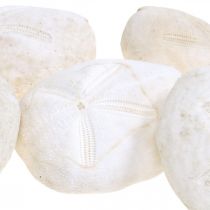 Ežiukas baltas, jūrinė natūrali puošmena 4cm-6cm 25psl