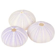 daiktų Jūros ežių kiauto korpusas baltai violetinės spalvos Ø4-6cm 12 vnt