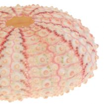 daiktų Jūros ežiukas Pink Maritime Decoration 36 vnt