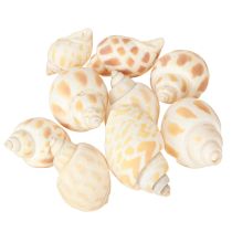 daiktų Jūrinės sraigės natūralūs sraigių kiautai jūriniai 2–4 cm 300 g