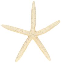 daiktų Starfish Decoration Natūralus džiovintas tikras jūrų žvaigždė 15-17cm 10vnt