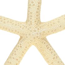 daiktų Starfish Decoration Natūralus džiovintas tikras jūrų žvaigždė 15-17cm 10vnt