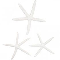 Jūros žvaigždės dekoravimas baltas, natūralūs daiktai, jūrinė dekoracija 10-12cm 14psl