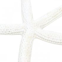 Jūros žvaigždės dekoravimas baltas, natūralūs daiktai, jūrinė dekoracija 10-12cm 14psl