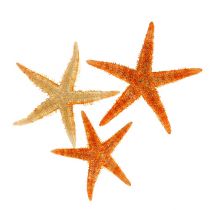Jūros žvaigždė džiovinta 8cm - 10cm 10p