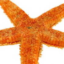 Jūros žvaigždė džiovinta 8cm - 10cm 10p