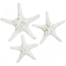 Starfish deco didelė džiovinta balta gumbuota jūrų žvaigždė 15-18cm 10p