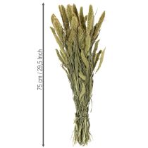 daiktų Džiovintos sorų (Setaria) gėlės kaimiškiems ir stilingiems namų aksesuarams 75 cm 220 g