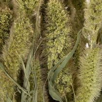 daiktų Džiovintos sorų (Setaria) gėlės kaimiškiems ir stilingiems namų aksesuarams 75 cm 220 g