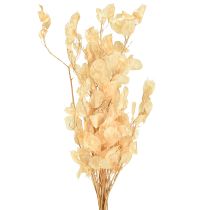 daiktų Džiovintų sidabrinių lapelių „Lunaria“ šampanas 65–70 cm 20 g