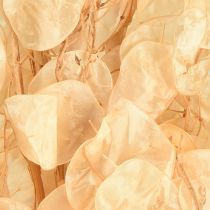 daiktų Džiovintų sidabrinių lapelių „Lunaria“ šampanas 65–70 cm 20 g