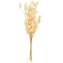 daiktų Džiovintų sidabrinių lapelių „Lunaria“ šampanas 65–70 cm 20 g