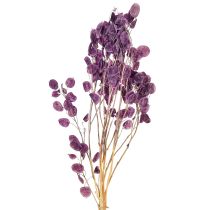 daiktų Džiovinti sidabriniai lapeliai Lunaria moon violetinė violetinė 65-70cm 20g