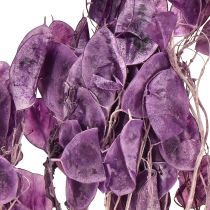 daiktų Džiovinti sidabriniai lapeliai Lunaria moon violetinė violetinė 65-70cm 20g