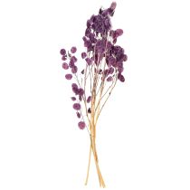 daiktų Džiovinti sidabriniai lapeliai Lunaria moon violetinė violetinė 65-70cm 20g