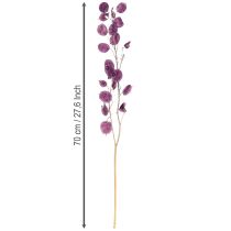 daiktų Džiovinti sidabriniai lapeliai Lunaria moon violetinė violetinė 65-70cm 20g