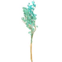 daiktų Džiovintos sidabralapės žibuoklės Lunaria šviesiai mėlynos 65-70 cm 20 g