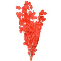 daiktų Džiovinti sidabralapiai raudonieji Lunaria 65-70cm 20g