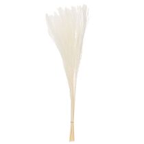 daiktų Džiovintos gėlės, sidabrinė žolė. Elegantiška natūrali puošmena namams ir biurui. 70 cm, 10 vnt.