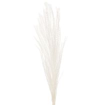 daiktų Džiovintos gėlės, sidabrinė žolė. Elegantiška natūrali puošmena namams ir biurui. 70 cm, 10 vnt.