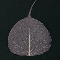 daiktų Skeletiniai lapai Bodhi lapai skeletuoti violetiniai 5-15cm 200 vnt.