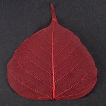 daiktų Skeletiniai Bodhi lapai, skeletuoti raudoni, 5-15 cm, 200 vnt.