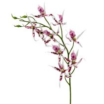 Orchidėjos voras Brassia Pink-White 108cm 3vnt