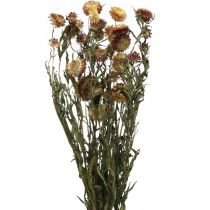 Šiaudinė gėlė Geltona, Raudona džiovinta Helichrysum džiovinta gėlė 50cm 60g