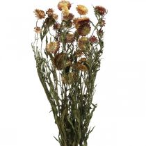 daiktų Šiaudinė gėlė Geltona, Raudona džiovinta Helichrysum džiovinta gėlė 50cm 60g