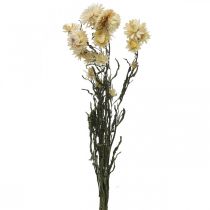 daiktų Sauso dekoravimo šiaudinių gėlių kremas helichrysum džiovintas 50cm 30g