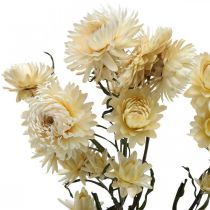 Sauso dekoravimo šiaudinių gėlių kremas helichrysum džiovintas 50cm 30g