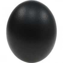 Stručio kiaušinio dekoras Išpūstas Velykų dekoras Juodas Ø12cm H14cm