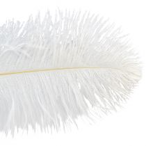 daiktų Stručio plunksnos Exotic Decoration Baltos plunksnos 32-35cm 4vnt