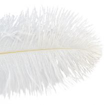 daiktų Stručio plunksnos Exotic Decoration Baltos plunksnos 32-35cm 4 vnt