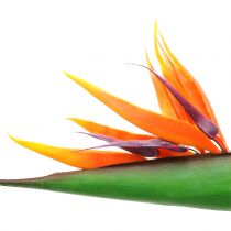 Rojaus paukštis Strelitzia 95cm