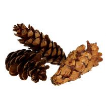 daiktų Strobus kūgiai 10-15cm dažyti 100 vnt