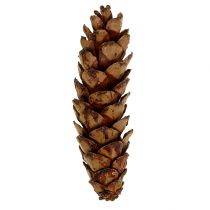 daiktų Strobus kūgiai 10-15cm dažyti 100 vnt
