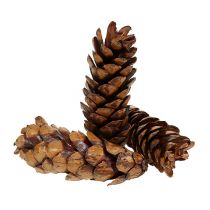 daiktų Strobus kūgiai 15 - 20cm dažyti 100 vnt