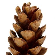 daiktų Strobus kūgiai 20 - 25cm dažyti 50 vnt