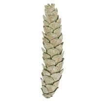 daiktų Strobuso kūgių dekoracijos obuolių žalios, baltos, nuplautos, 15-20 cm, 50 vnt.