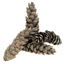 daiktų Strobus kūgiai 15cm - 20cm balti skalbti 50vnt