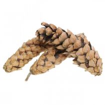 daiktų Kankorėžiai Baltoji pušis Strobus Natural Mixed 2,5kg