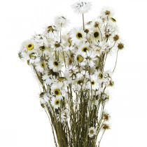 Acroclinium White, Sausi augalai, Helichrysum, Sausos Gėlės L20–40cm 25g