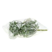 daiktų Sultingas Echeveria 17cm Pilka 3 vnt