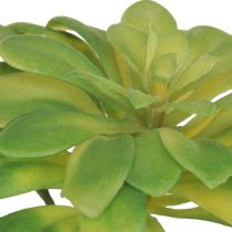 daiktų Sultingas dirbtinis augalas su kirtikliu Aeonium Green 30cm 4 vnt