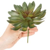 daiktų Dirbtinis sukulentas kaip dekoratyvinis augalas, žalias, 18 cm, 3 vnt.