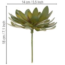 daiktų Dirbtinis sukulentas kaip dekoratyvinis augalas, žalias, 18 cm, 3 vnt.