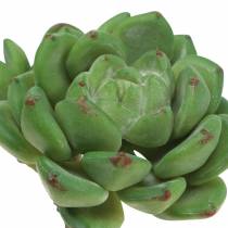 Sultingas Echeveria dirbtinis žalias H15cm
